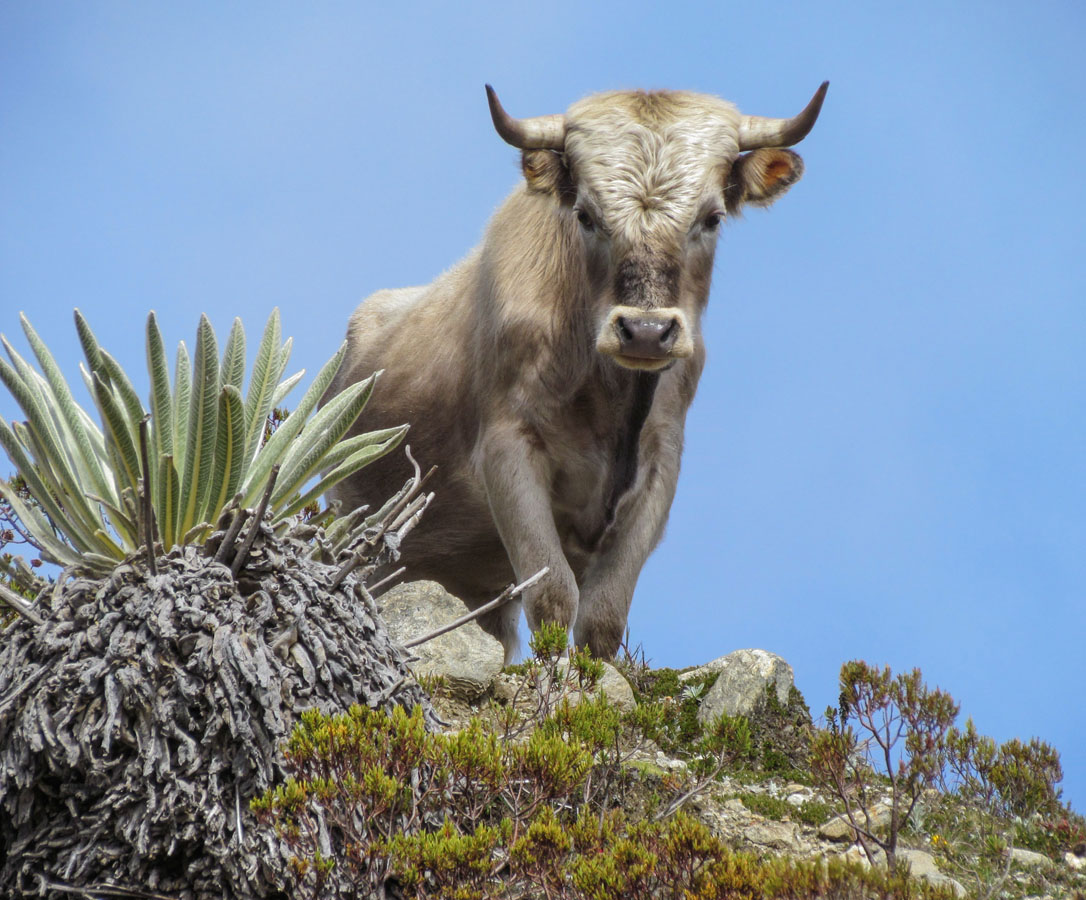 Charolais_cattle_Sierra_Nevada_Venezuela