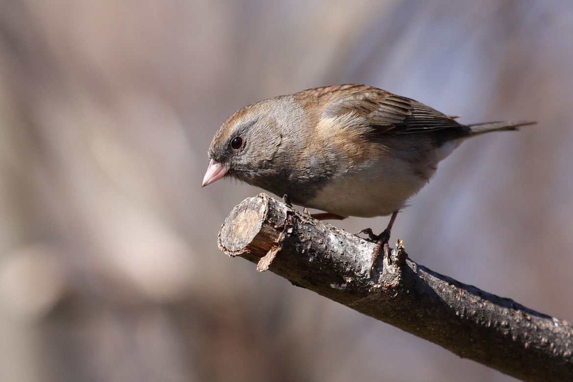 Junco_hyemalis_hyemalis_CT2