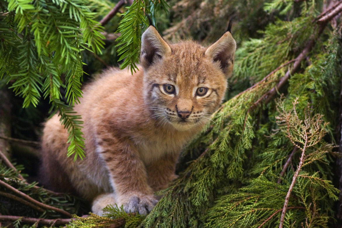 Lynx_kitten