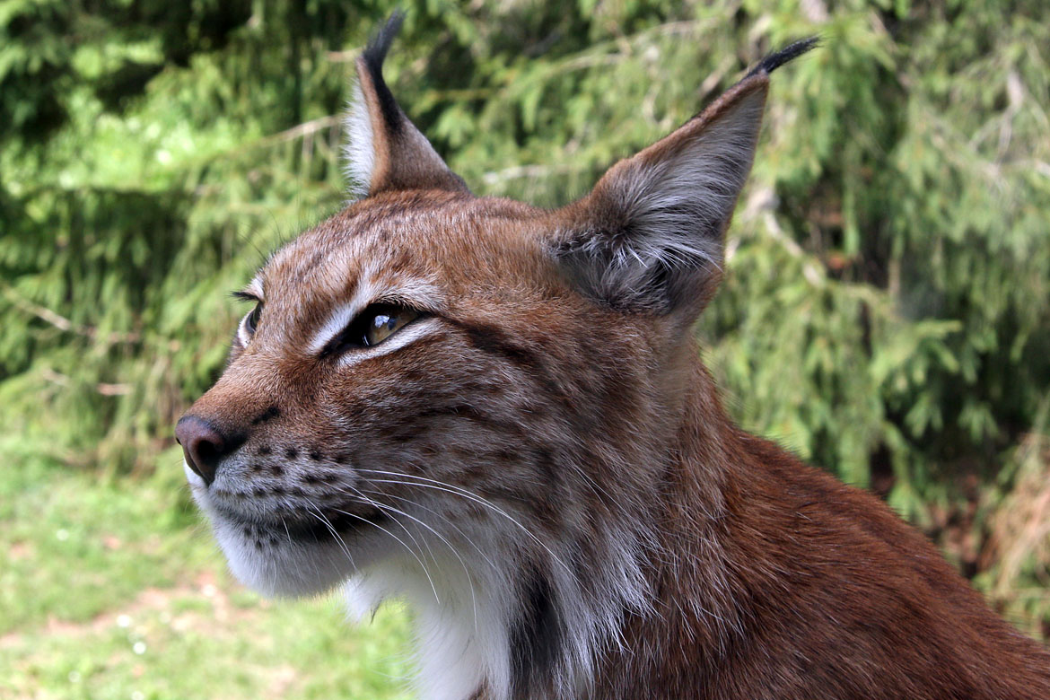 Lynx_lynx-4