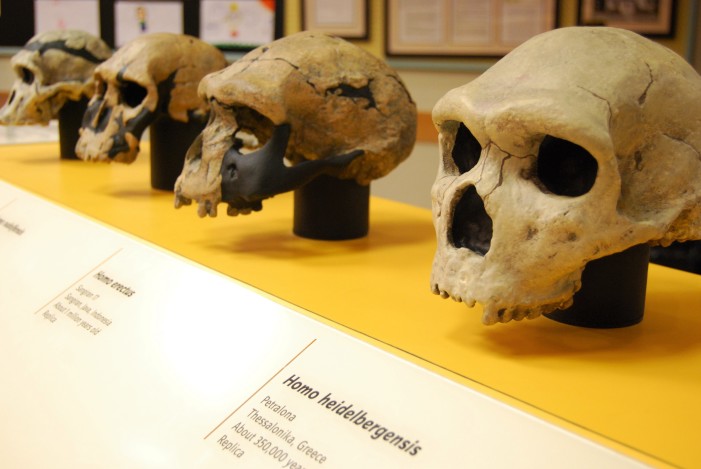 Traveling human origins exhibit on display at library