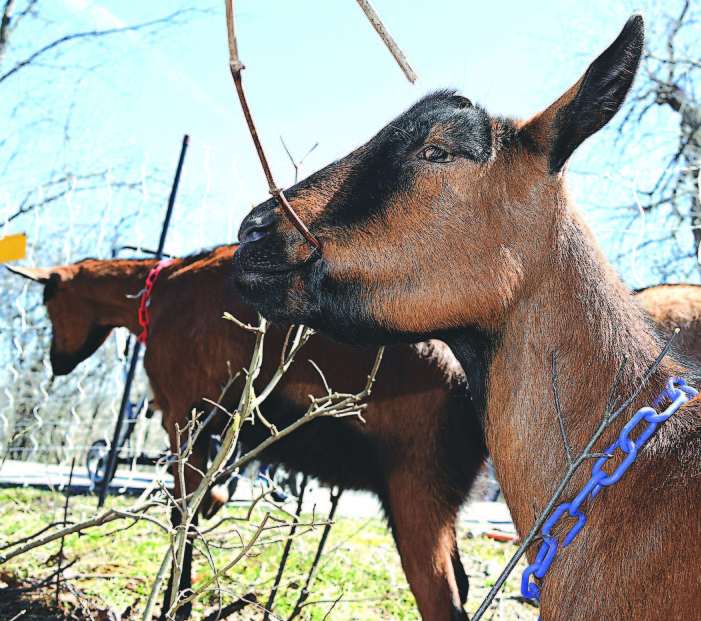 Grazing the trail: goats munch along Polly Ann Trail