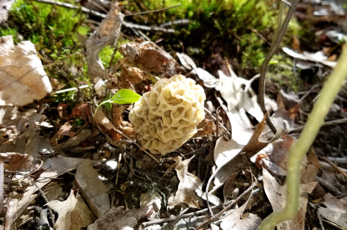 Don’s quest for the great white morel (fake news or fact?)