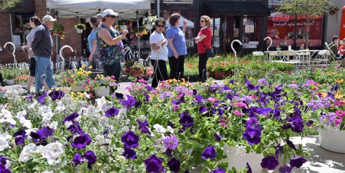 Flower Fair flourishes in downtown Lake Orion this weekend