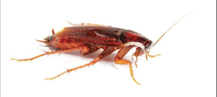 The wild, icky world of cockroaches