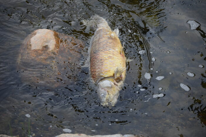 DNR says a virus may be killing the carp in Lake Orion