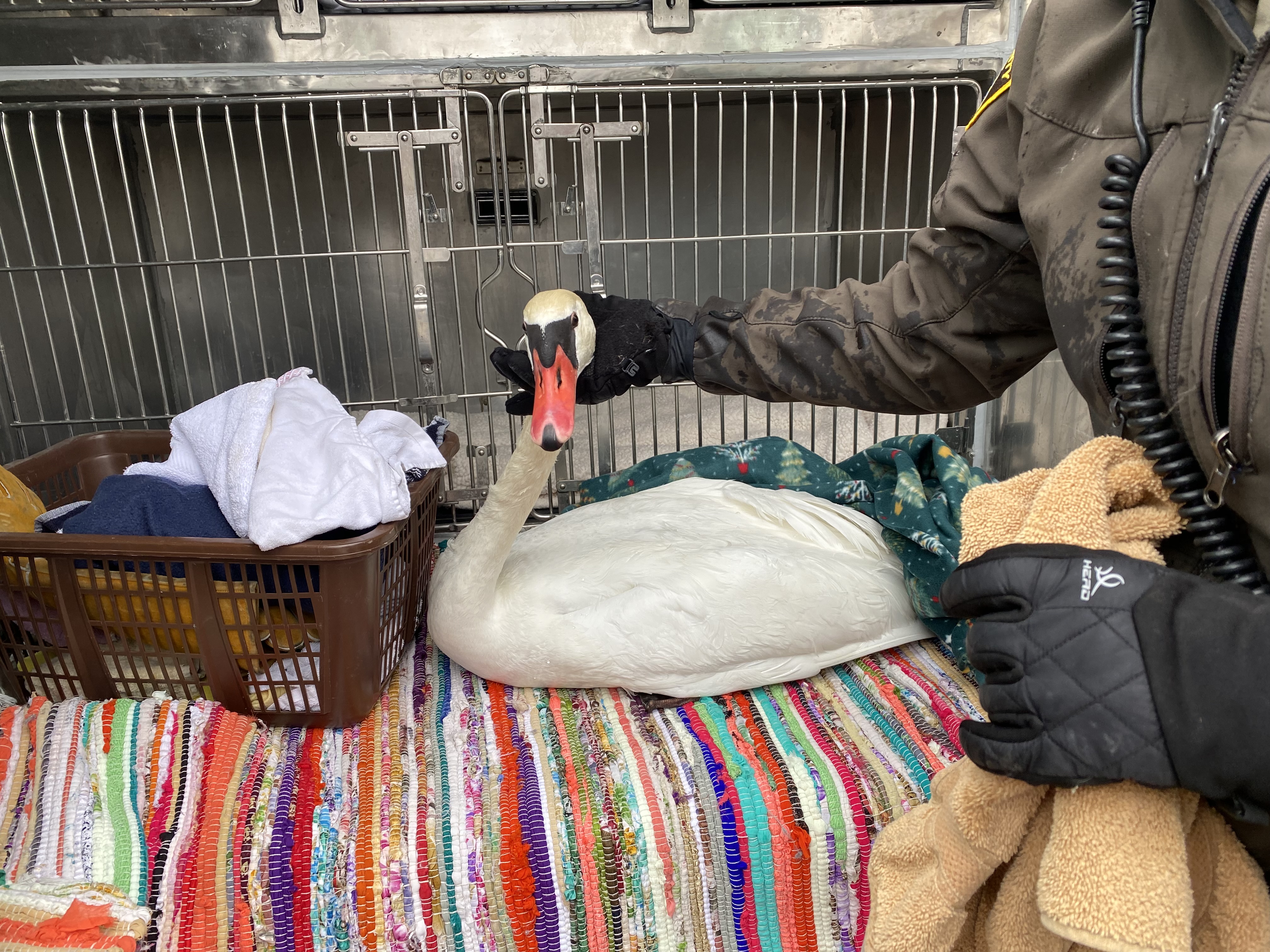 rescued swan