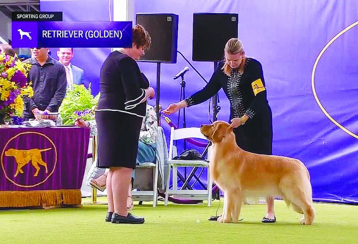 Local Golden Retriever, owner compete in Westminster Kennel Club dog show