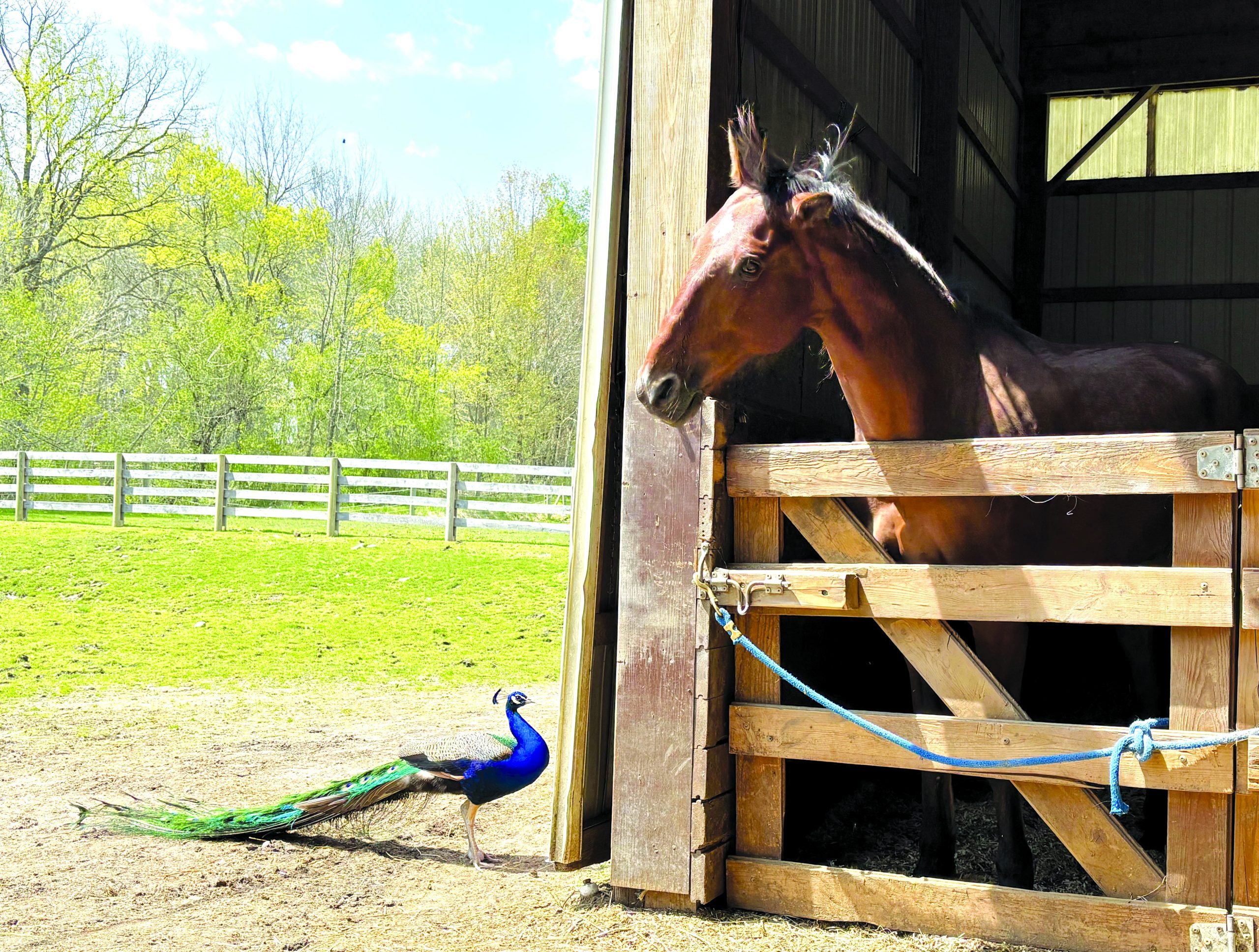 PEAS TJ and peacock