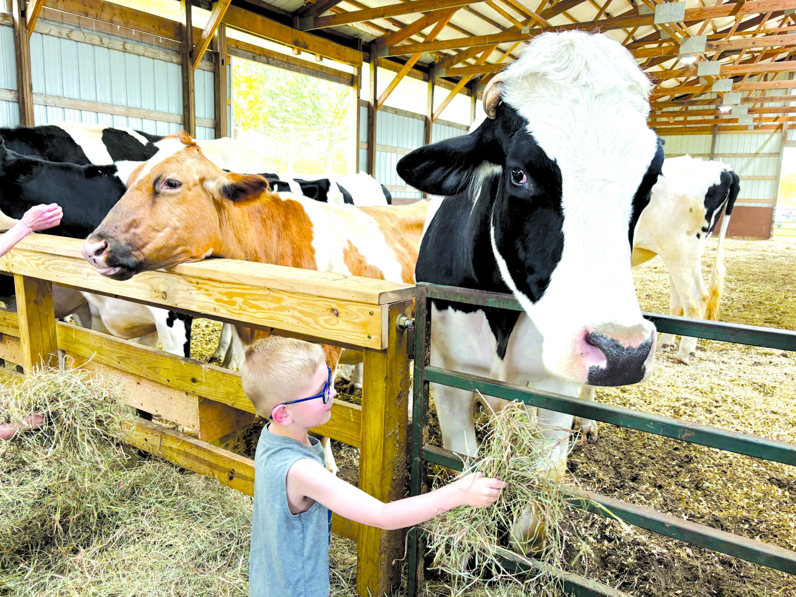 PEAS cows (1)